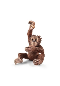 Młody orangutan