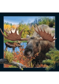 Magnes 3D - Łoś, poroże